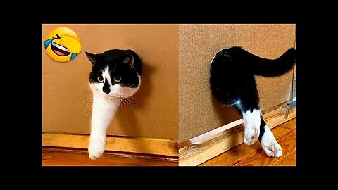You Laugh You Lose 😼 Funniest Cat Videos Ever 2025😂