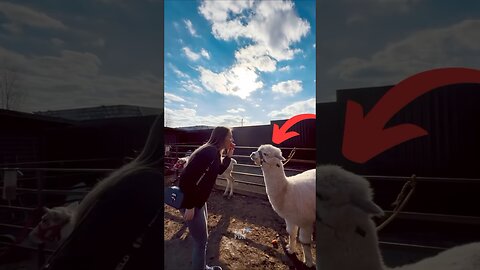 Animals Funny Compilation #funnyanimals #animals #pets #shorts