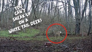 VIDEO PROOF! - You can't sneak up on a wild deer!