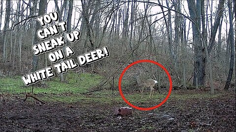 VIDEO PROOF! - You can't sneak up on a wild deer!