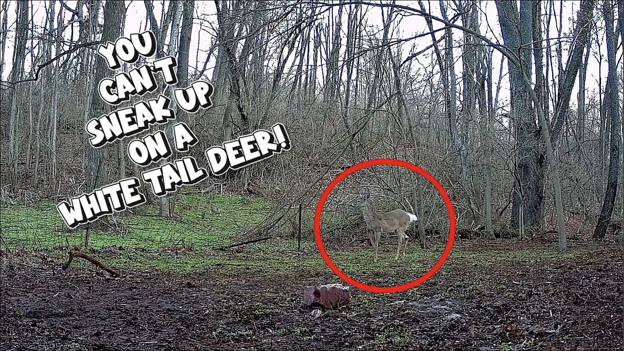 VIDEO PROOF! - You can't sneak up on a wild deer!