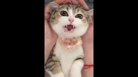 Please don't joke.🐈😍😁