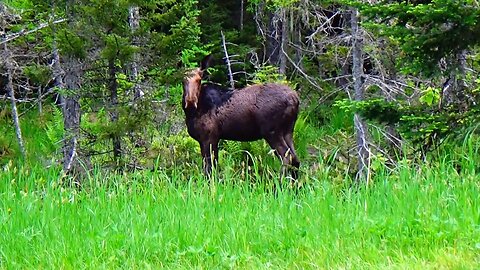 Moose on the Loose