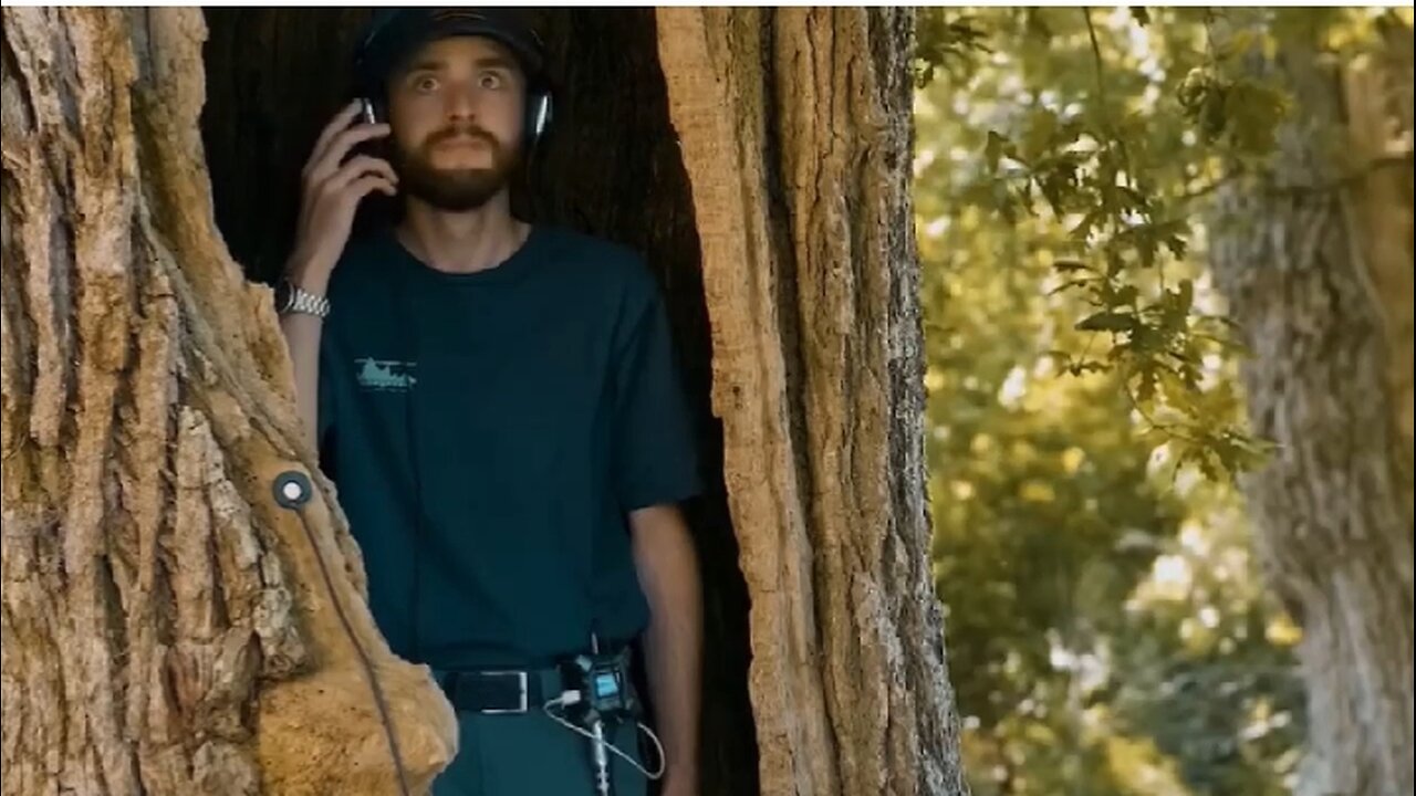 When the trunk of the tree becomes hollow, the load that falls on the tree at that time is the sound