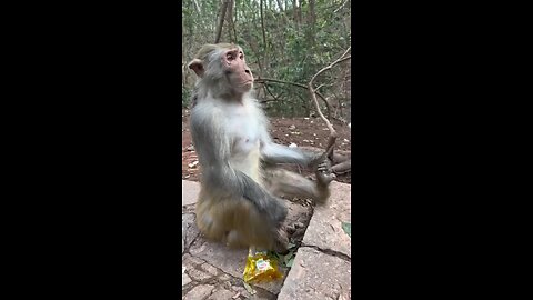 # meditating Monkey 🐵