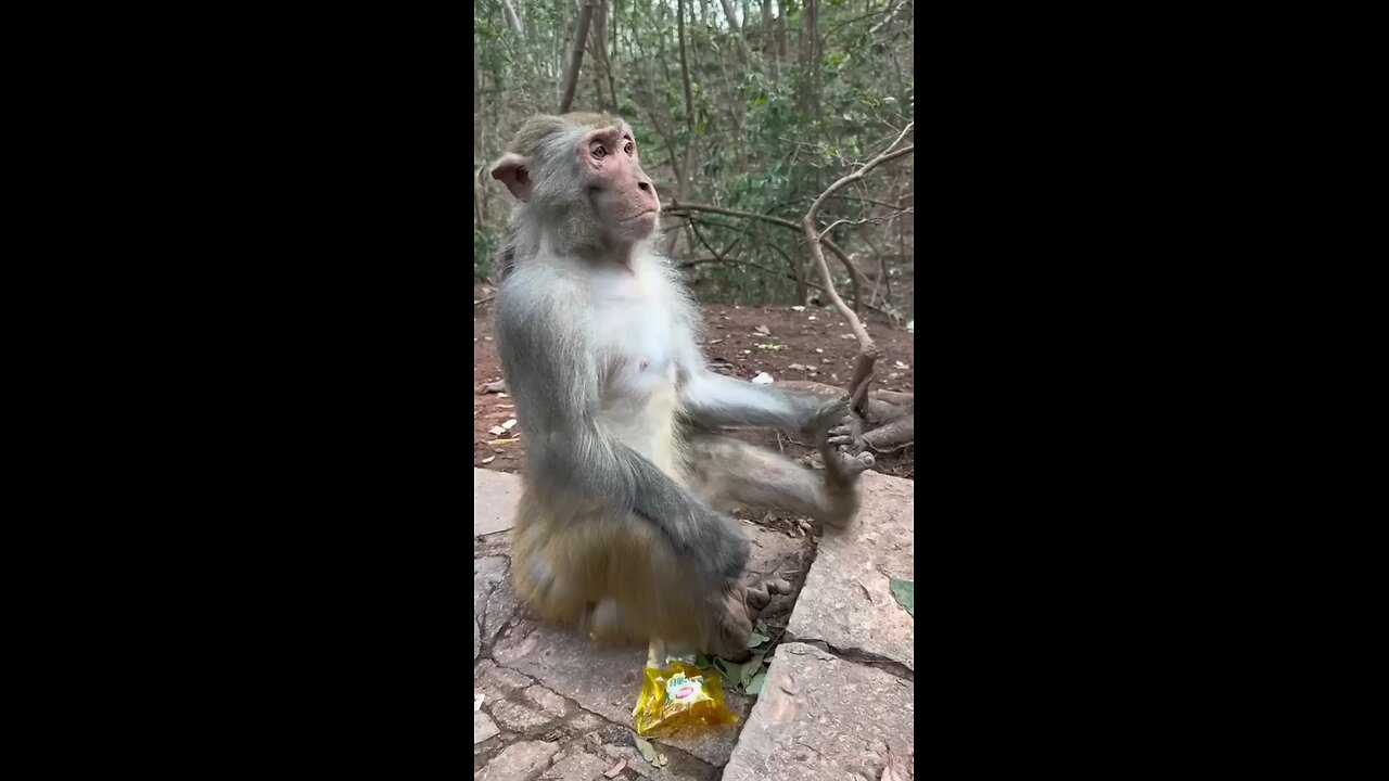 # meditating Monkey 🐵