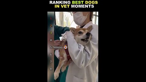 Ranking Best Dogs in Vet Moments
