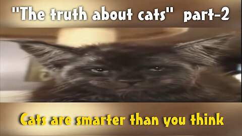 The truth about Cats - pt2