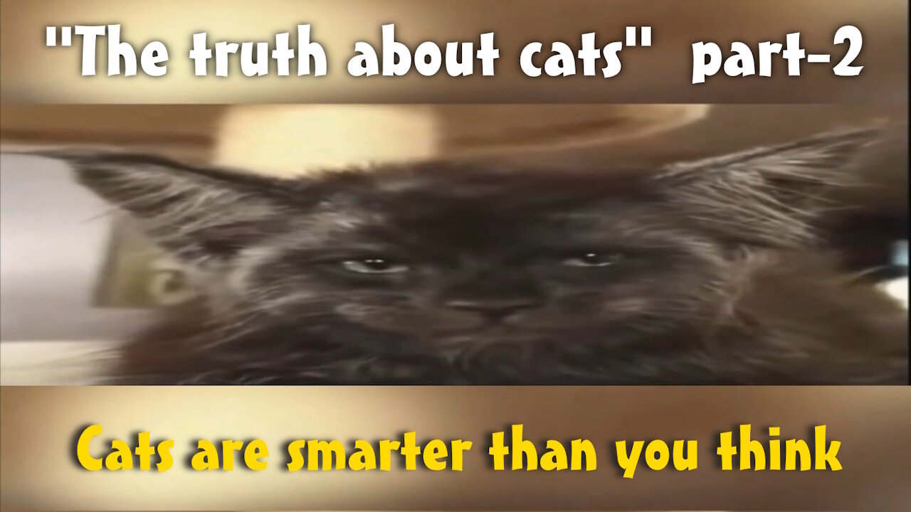 The truth about Cats - pt2