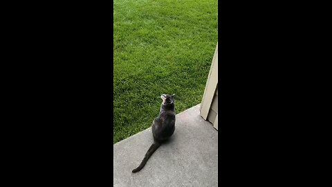 She is talking with birds 🤣😭🤣🤣🤣🤣