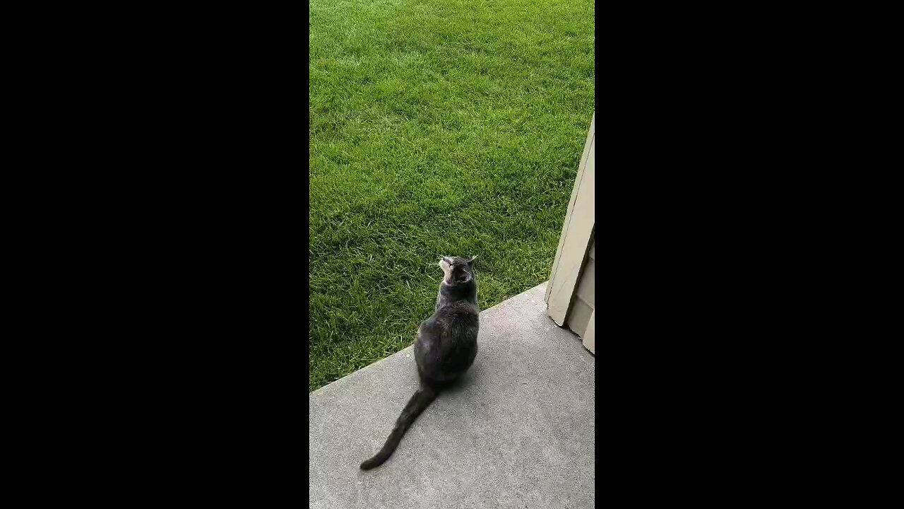 She is talking with birds 🤣😭🤣🤣🤣🤣