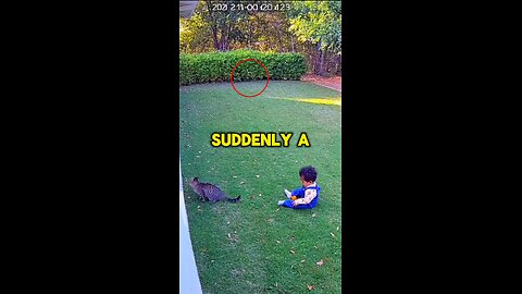 Cat Saves The Child