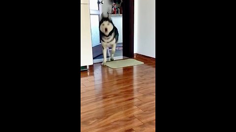 Dancing dogs #Dog#dancing#animal#dancingdog#reels#