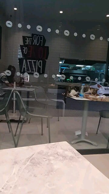 Cat steal pizza from the table. It good at magic.