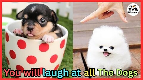 You will laugh at all the DOGS 🤣 Funny DOG Videos 😂🐶