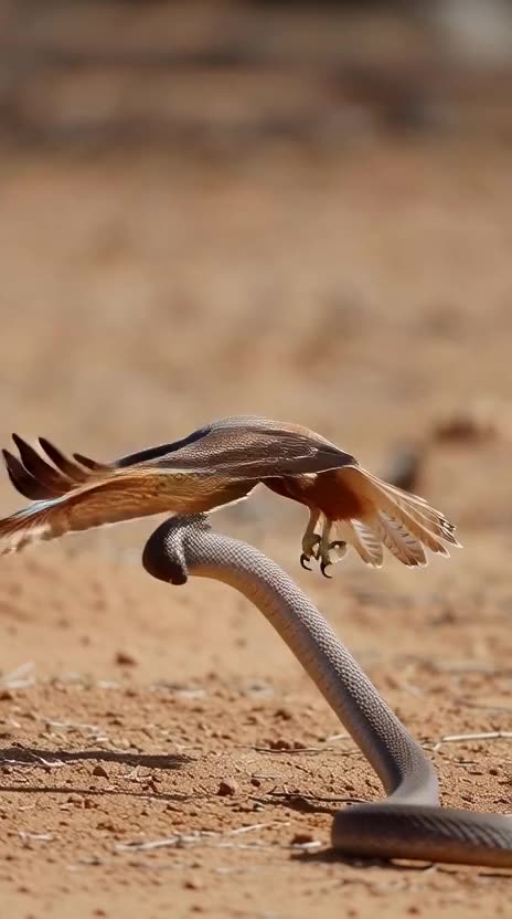 a_king_brown_snake_in_the_australian