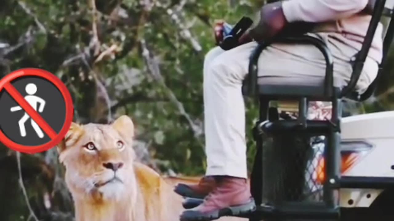 Lion 🦁 epuis l'homme