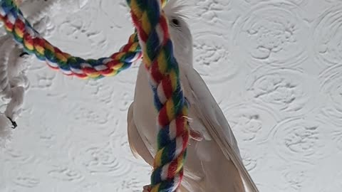 Excited Coco