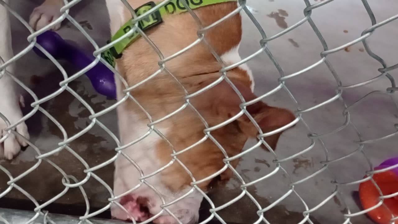 Kuma 1y Pet Id 948375 kennel 24 HSSAZ shelter he plays later really loved long doggie toys2025912855
