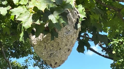 The Most Beautiful Wasp's Nest