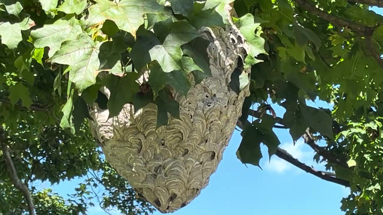 The Most Beautiful Wasp's Nest