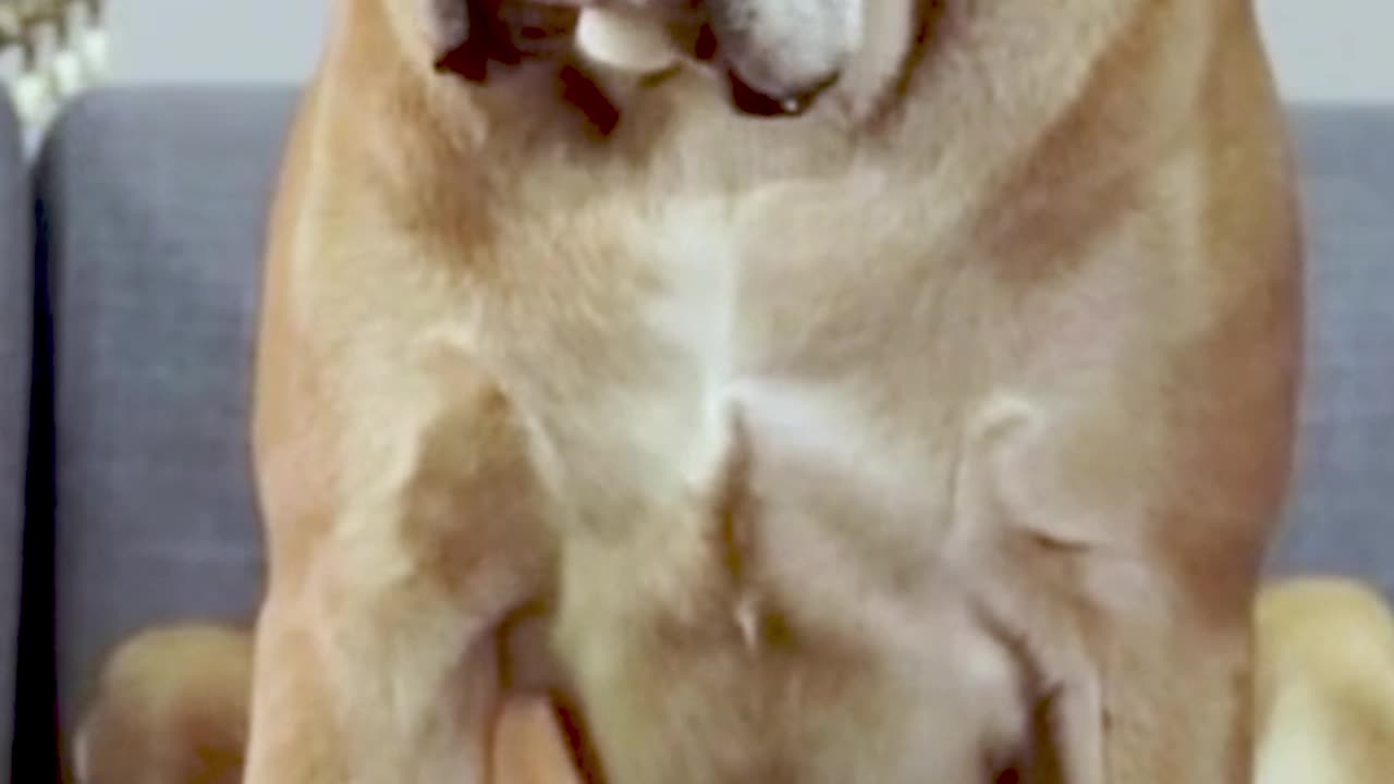 Practice guitar like a dog