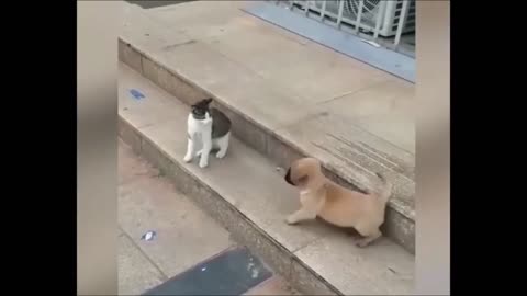 Cat VS Dog Funny Animal Videos