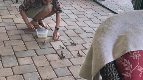 Woman Has a Miniature Jurassic Park Behind Her House