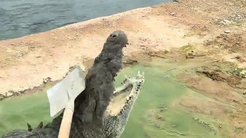 Follow me, watch how I fight crocodiles