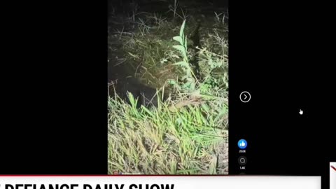 Nighttime Wildlife: Snake Kiss & Everglades Crocs! Wild!
