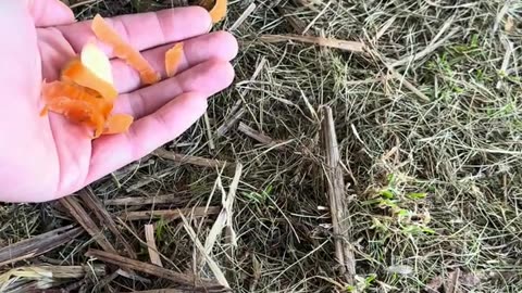 kaninunge mumsar på sitt favoritgodis