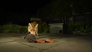 Fantastic Fox