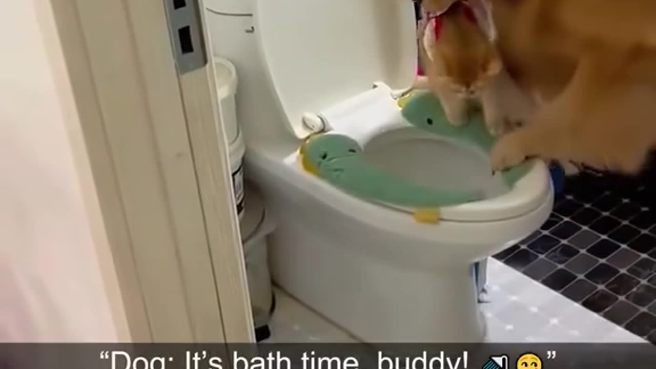 Funny animals