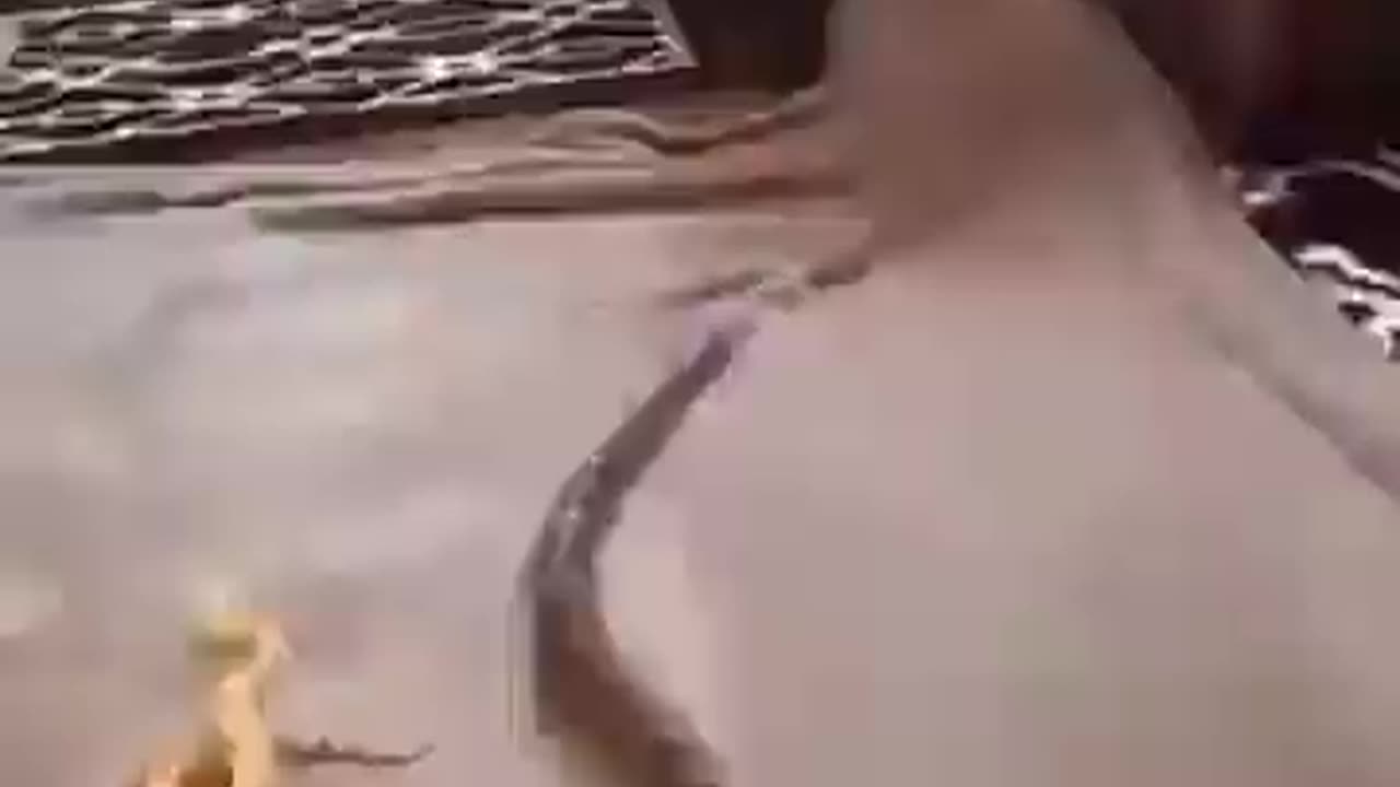 snake on the table
