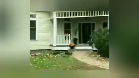 Funny animals