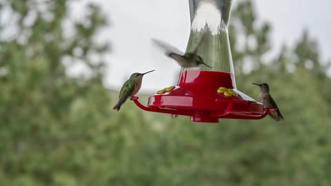 Cute hummingbird drinking water