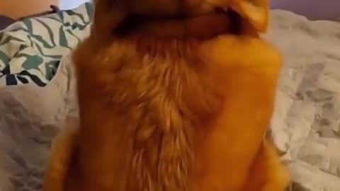 My dog always gets into weird poses🤣🤣#funny#dog #cute #foryou #tiktok