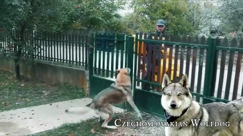 BANNED DOGS: Why These Breeds Are Feared & Outlawed Worldwide 🐾