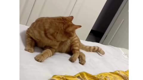 Ginger Cats Are Hilariously Provoked By Their Own Tails #shorts #tiktok #comedy #cats #kittens