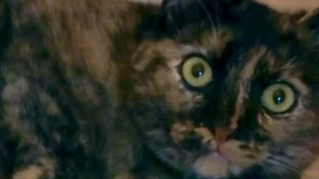 😂😼 Mona Is Judging You Like A Boss! | FunFM