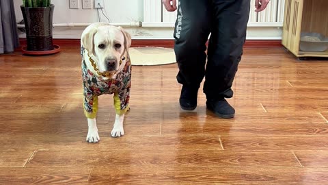 这狗子竟然通关鱿鱼游戏 This dog actually cleared the squid game