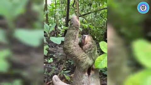 Unbelievably Funny Animal Moments! 🤯🐾 You Have to See This