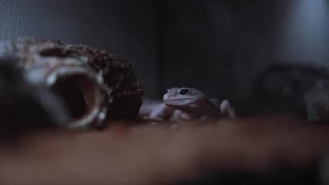 Animal caught on camera