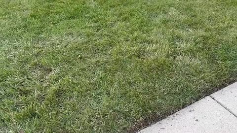 If Cleaning Was a Timed Sport