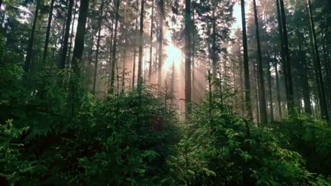 4k video Ultra HD Nature Forest