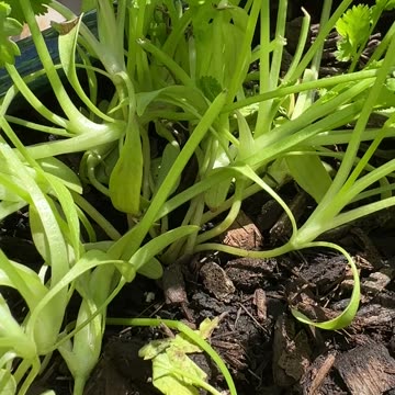 3 Ways to Shield Coriander Taproots: Simple Fixes for Finicky Herb Success