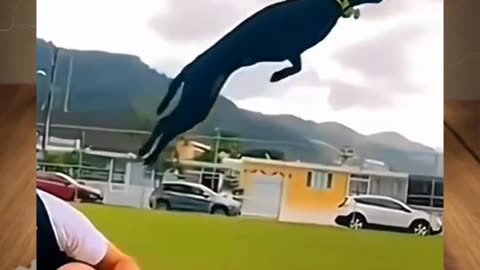 Funny animals moment