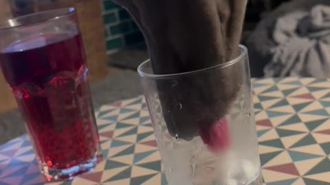 Whippet Prefers to Drink Water From the Glass