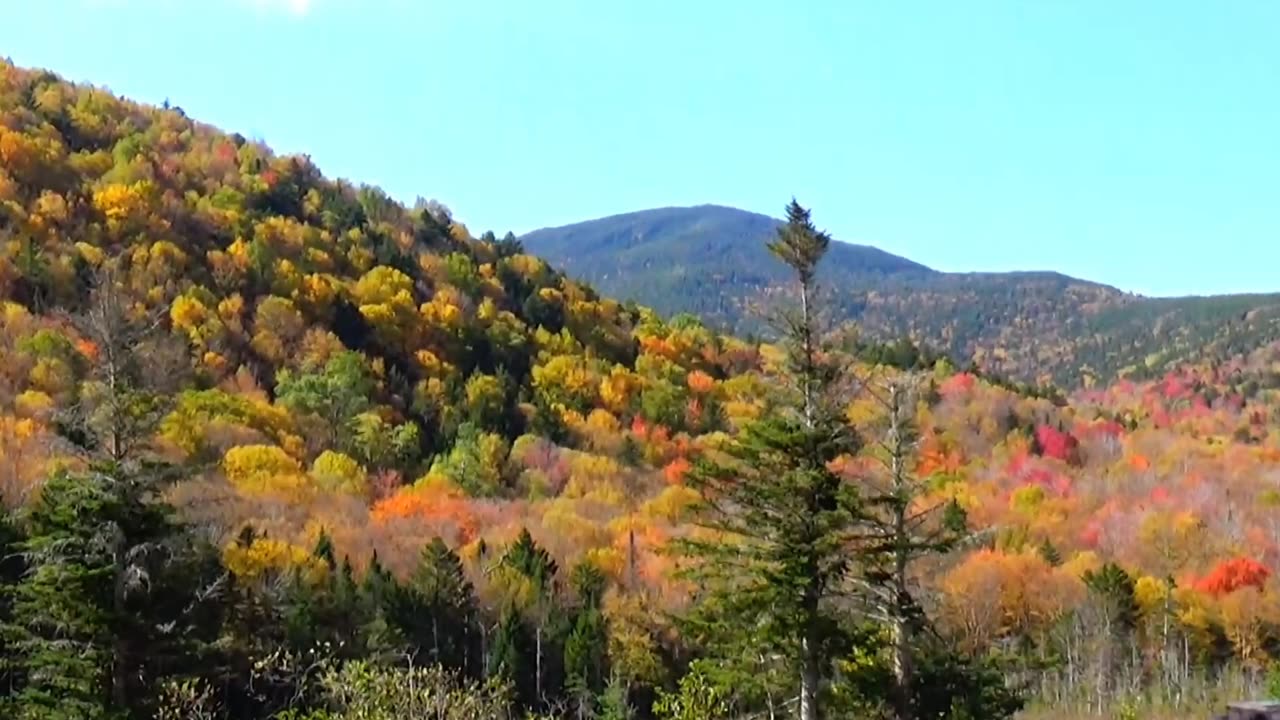 Fall Foliage