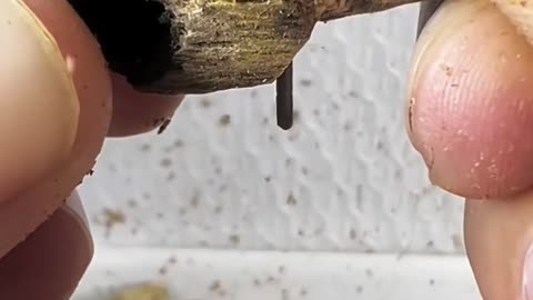 🤯⚙️ You Won't Believe This Machine In Action! | FeedMyCuriosity